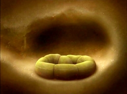 خیلی خیلی کوچک (1) (سیب کونکورد)